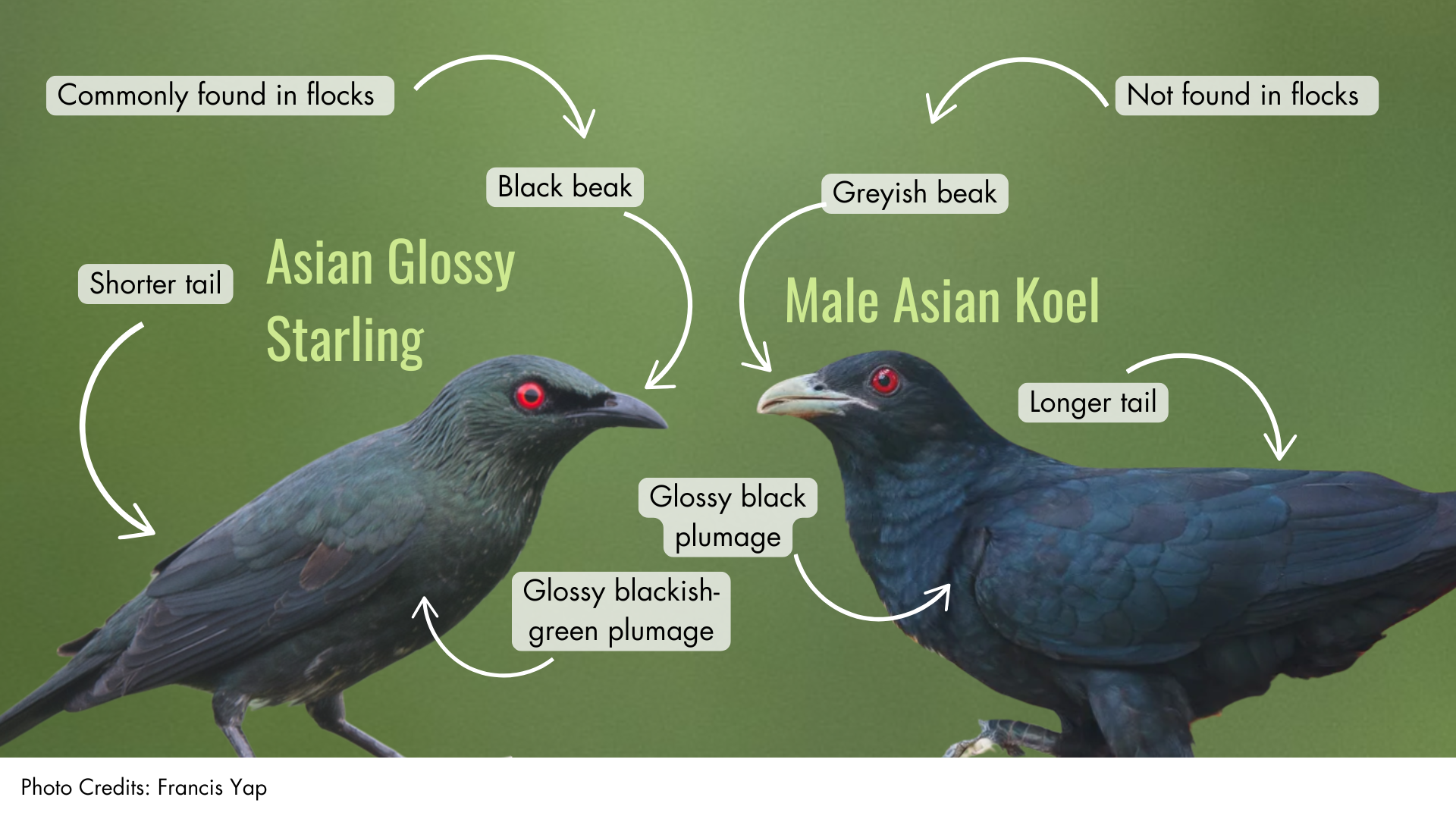 Asian Glossy Starling and the male Asian Koel
